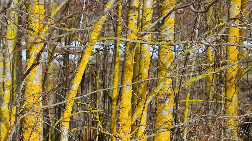 Lepän kukinta on alkamassa Etelä-Suomessa. Lukijan kuva: Sinikka Kujala.