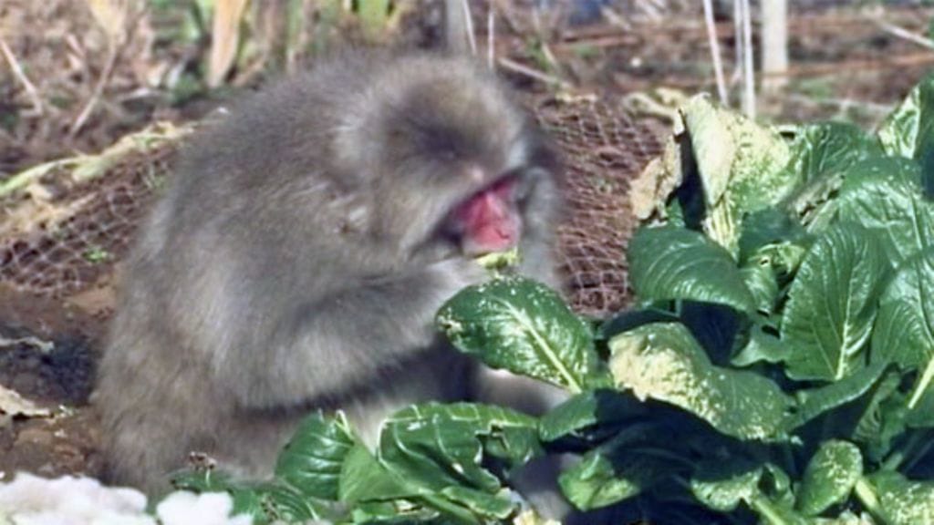 Säteilylle altistuneet japaninmakakit olivat muun muassa kooltaan pienempiä.