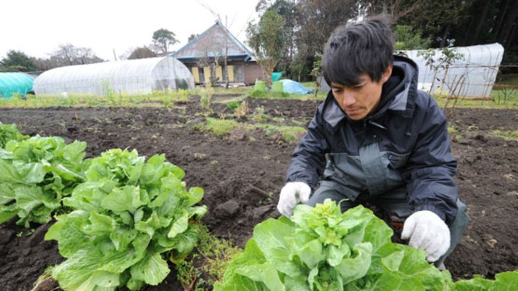 Japanilainen maanviljelijä tutkii huolissaan satoaan. EPA