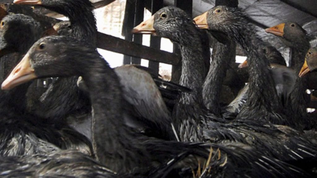 Lintuinfluenssa on iskenyt hanhiin ja muuhun siipikarjaan erityisesti Ranskassa. Hanhenmaksan tuotanto on laskenut epidemian takia.