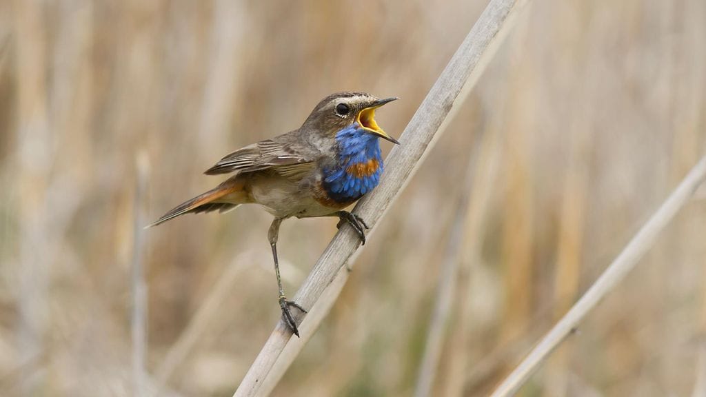 Sinirinta laulamassa.