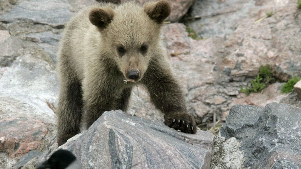 Syyttäjän mukaan miehet tappoivat alle vuoden vanhan karhunpennun Suomussalmella lokakuussa 2011. Kuvituskuva.