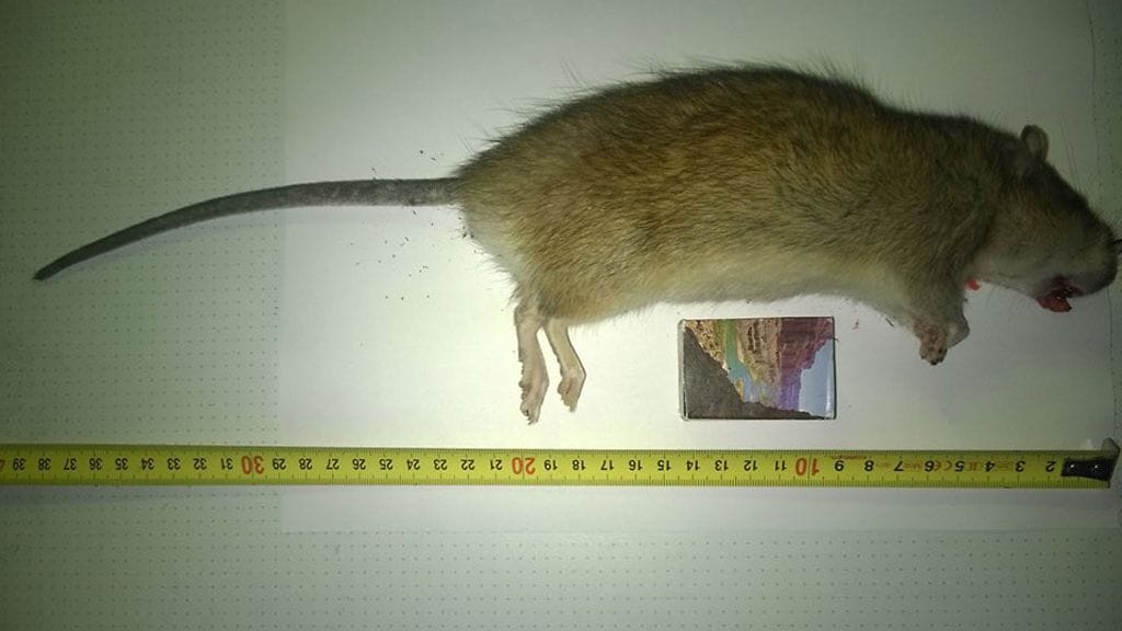 Vihdin rotta oli hännän kanssa noin 40 senttiä pitkä.