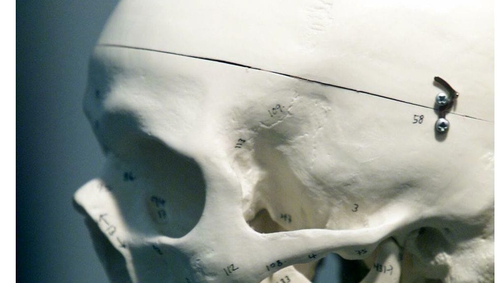 Kuvituskuva opetuskäyttöön tarkoitetusta luurangosta. Kuva ei liity uutiseen.