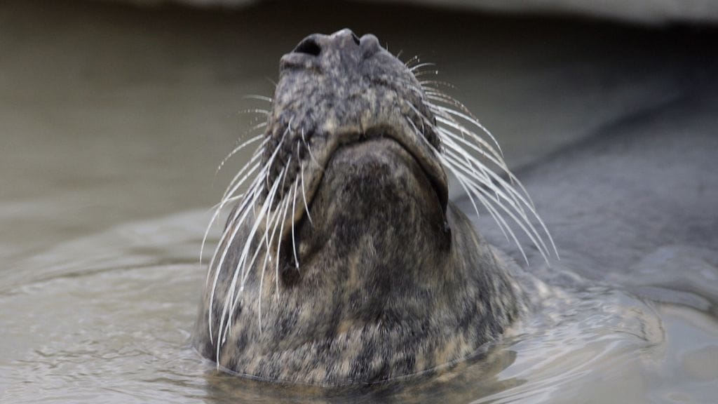 Arkistokuva hylkeestä. Kuvan hylje ei liity uutiseen.