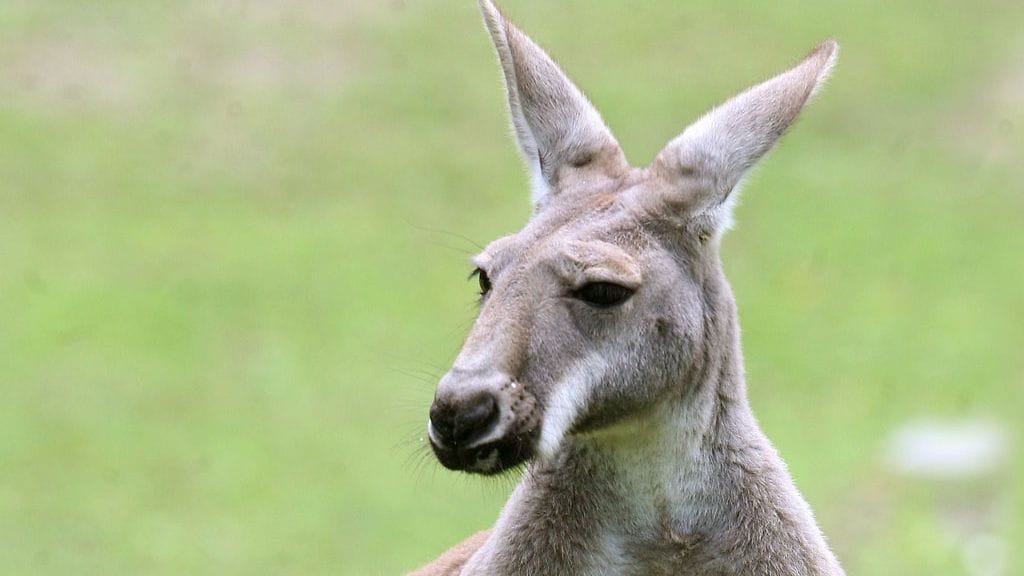 Kengurut ovat Australian tunnetuimpia eläimiä. Kuvituskuva.