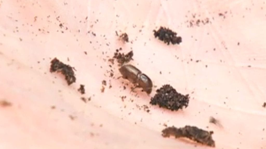 Kirjanpainajakuoriaiset jättävät runkoihin pieniä reikiä ja ruskeaa purua.