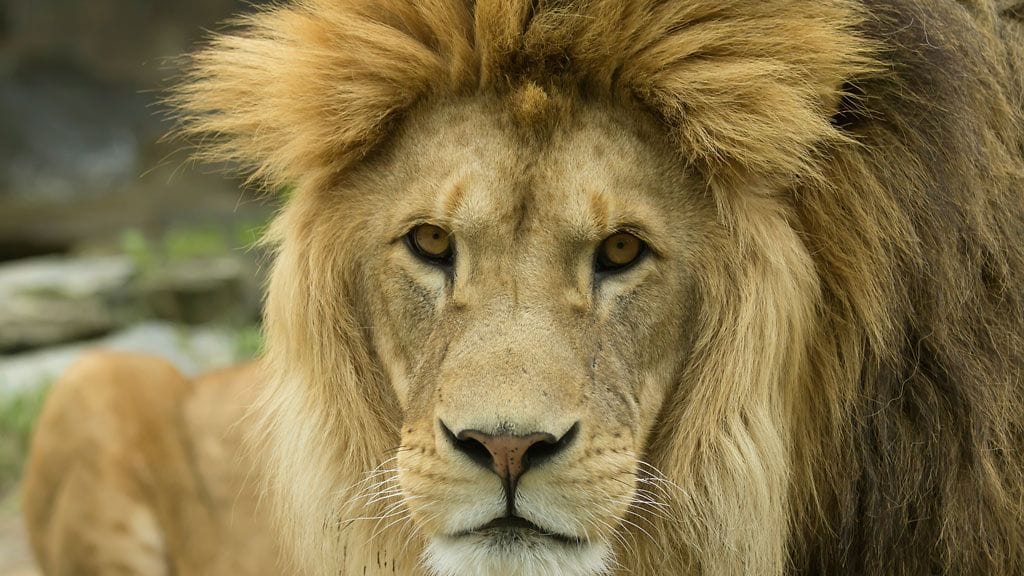 Lion, eli leijona, ei ollut nimilautakunnan päätöksen mukaan sopiva uudeksi suomalaiseksi sukunimeksi.