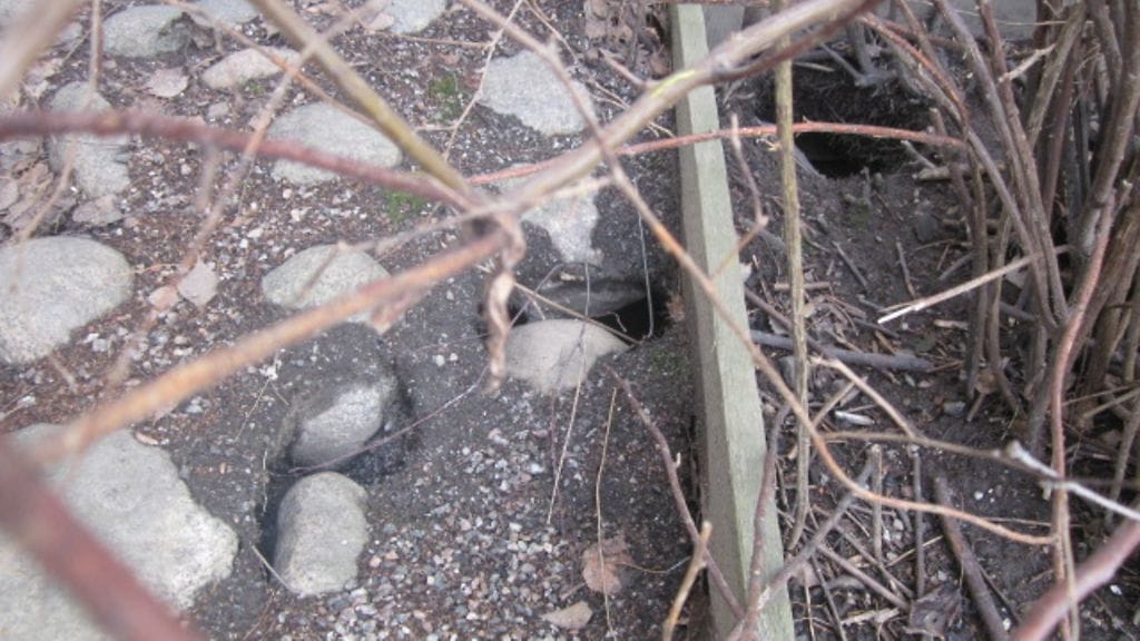 Rottien kaivamia kuoppia kiinteistön lähellä.