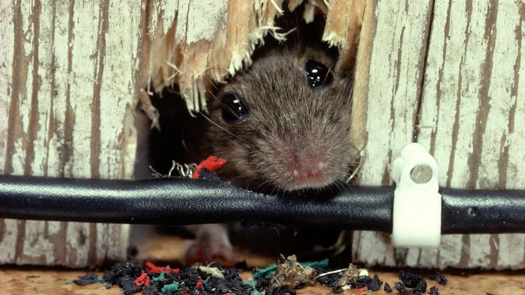 Rotta nakertaa johtoa