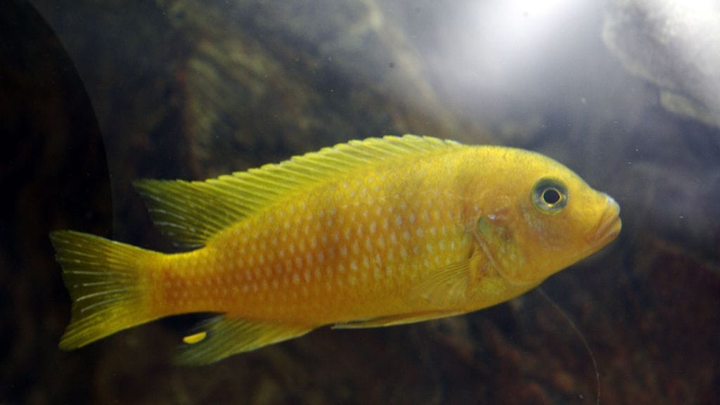 Malawijärven kirjoahven Siniriutta akvaarioliikkeessä Vantaalla 10. maaliskuuta 2008.