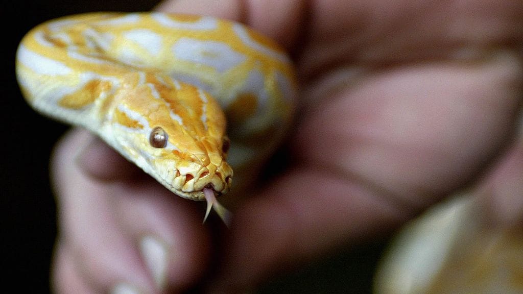 Kuvituskuva. Kuvan käärme tuskin harrastaa lentomatkailua.
