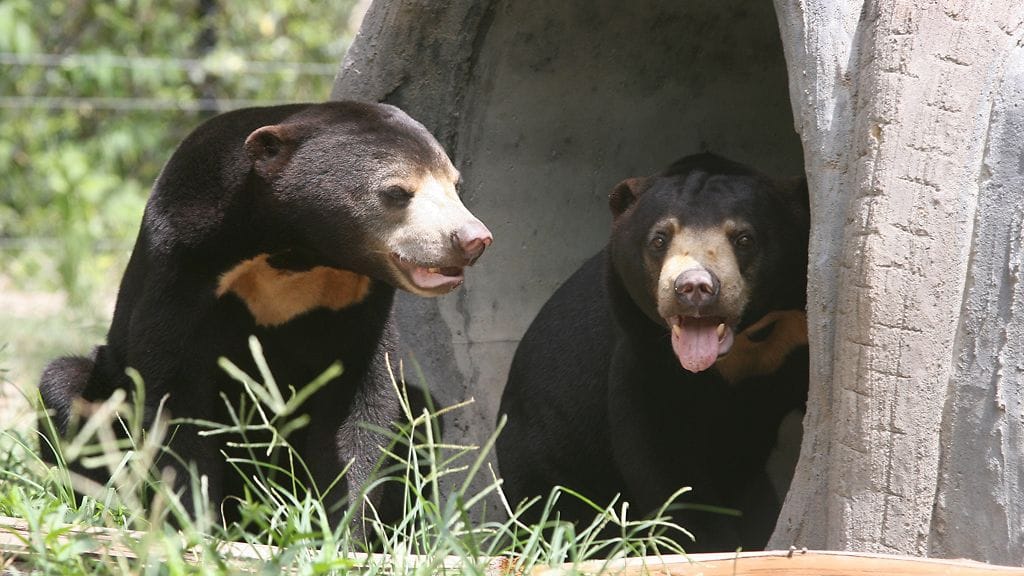 Bandungin eläintarhan tiedottaja on kiistänyt, että karhuja olisi kohdeltu kaltoin. Hänen mukaansa eläintarha ruokkii karhut kahdesti päivässä. Kuvituskuva.