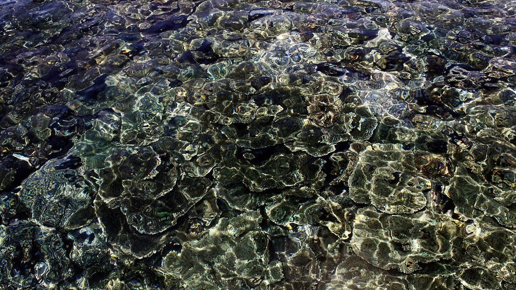 Vedenalaisesta maailmasta paljastuu kaiken aikaa mielenkiintoisia asioita.