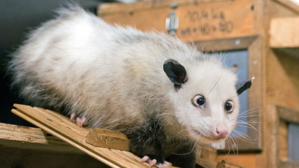 Silmiensä vuoksi maailmankuulu opossumi Heidi tutkailee aitaustaan. Kuva: Epa
