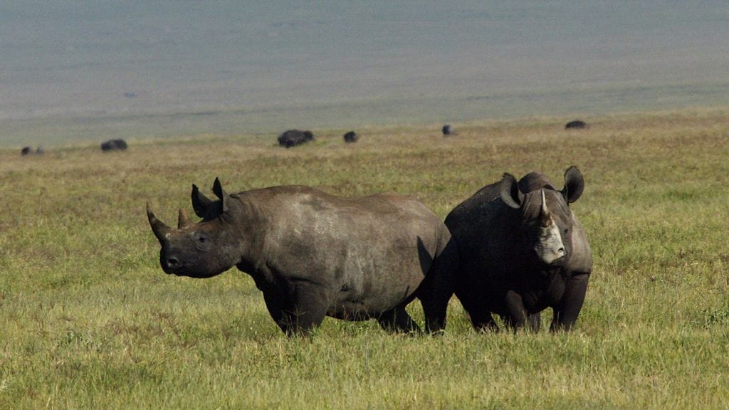 Esimerkiksi leijonia, sarvikuonoja ja tiikereitä pidetään vankeudessa, jotta turistit voivat ampua niitä.