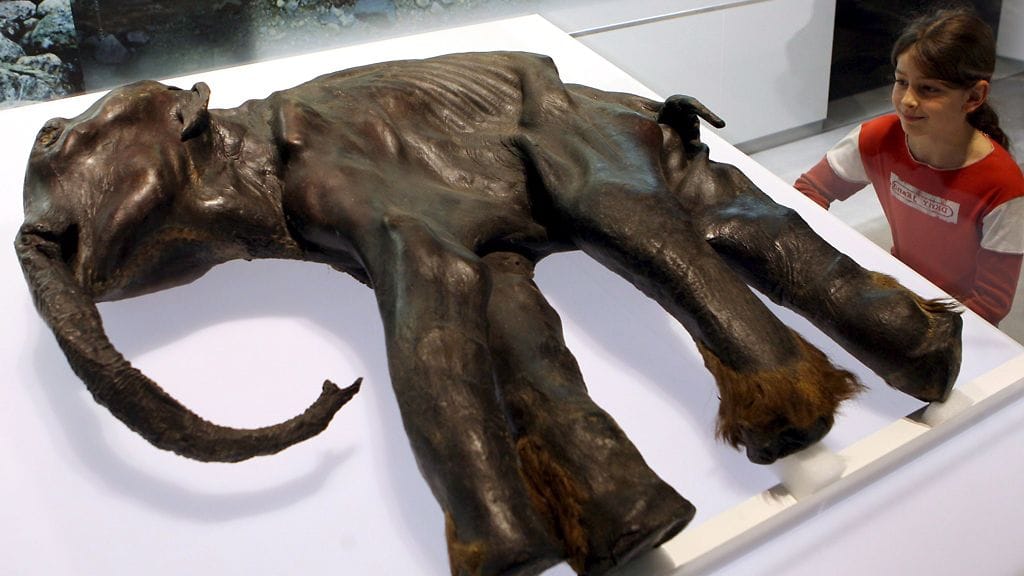 Ikiroudasta on löydetty erittäin hyvin säilyneitä muinaisia mammutteja, mutta niiden DNA ei ole kuitenkaan säilynyt täydellisenä vuosituhansien kuluessa.