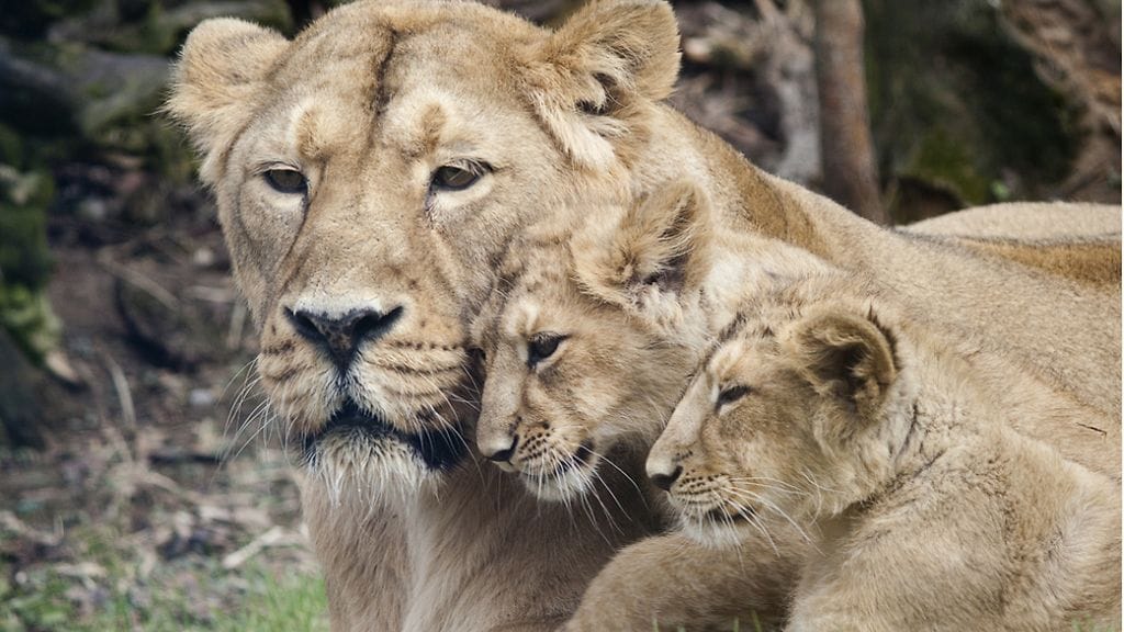 Korkeasaaren eläintarha kertoo Facebook-sivuillaan, että Pandora hoiti paitsi omat pentunsa, mutta huolehti myös lauman nuoremmista naaraista.