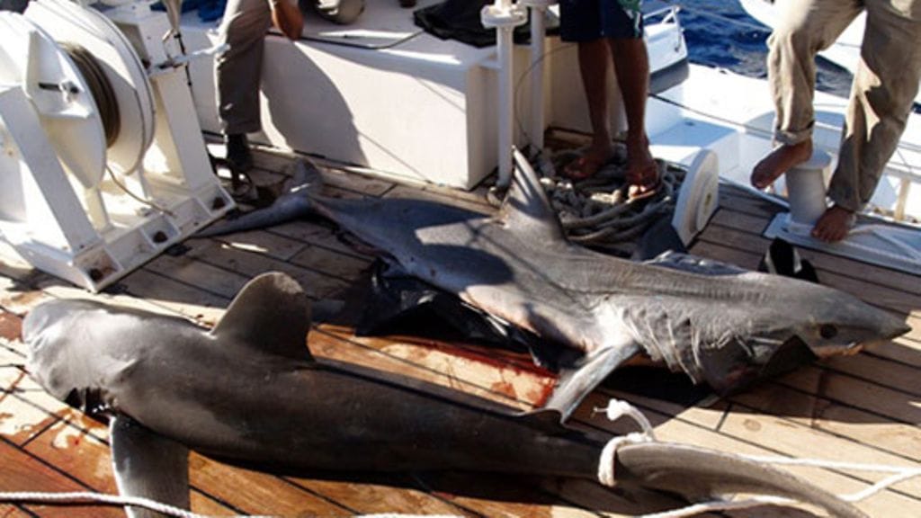 Egyptiläisviranomaiset tappoivat perjantaina 3. joulukuuta kaksi hyökkäyksistä epäiltyä haita. (EPA)