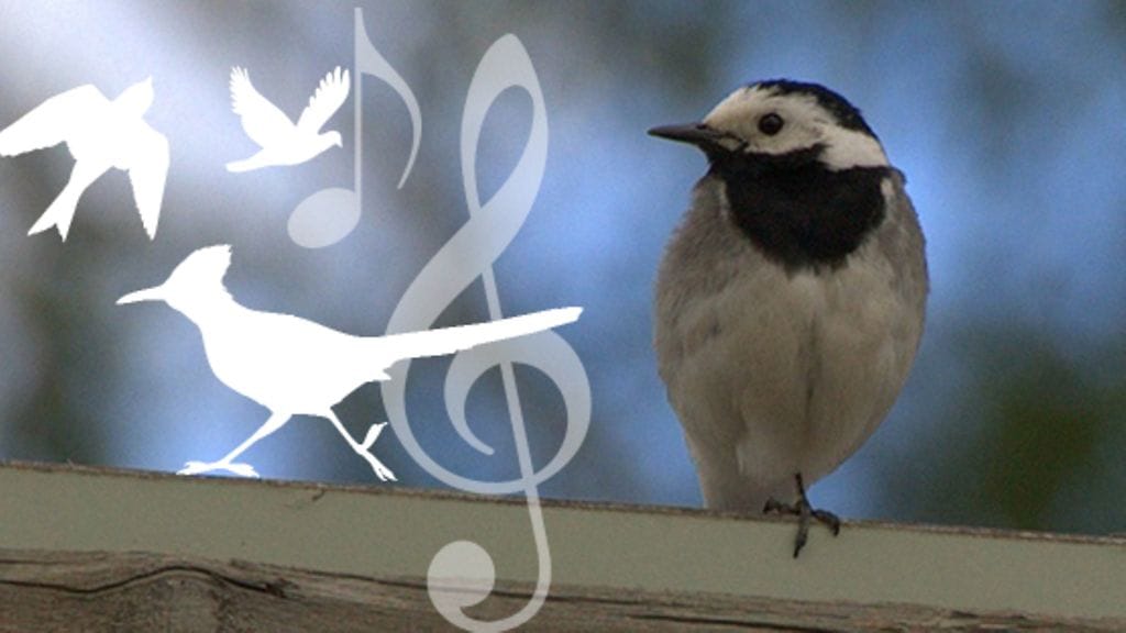 Viherpeippo tekee pesää joskus jo tammikuussa ja laulaa sen kunniaksi oksalla. (Kuva Reijo Lähteenmäki / Birdlife.)