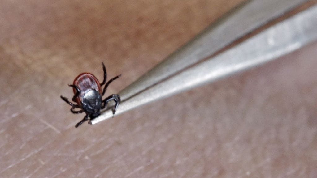 Borrelioosia levittävät punkit.