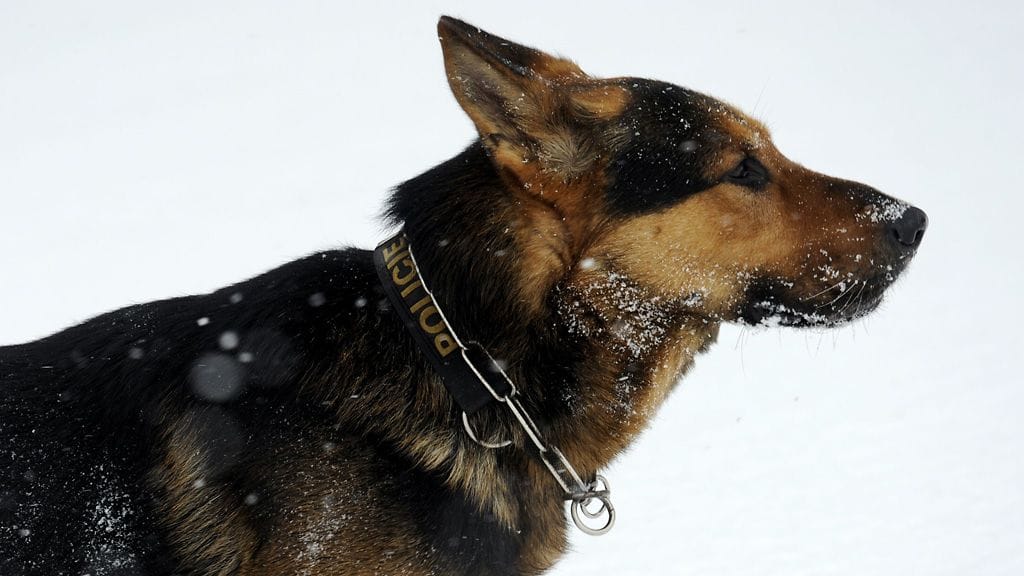 Kuvituskuva poliisikoirasta. Tämä koira ei liity juttuun.