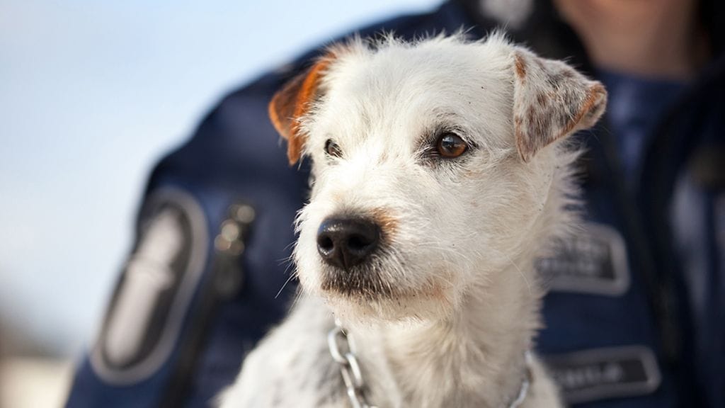 Parsonrusselinterrieri Jekku on poliisin uusin rahakoira.