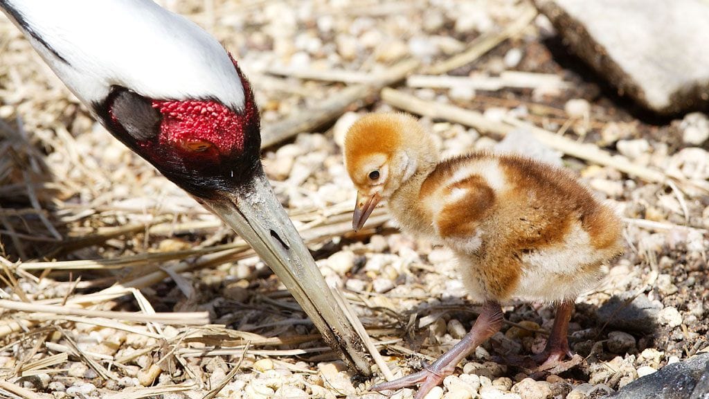 Tämä pikkuhaikara syntyi juuri ennen pääsiäistä Central Park Zoossa, New Yorkissa.