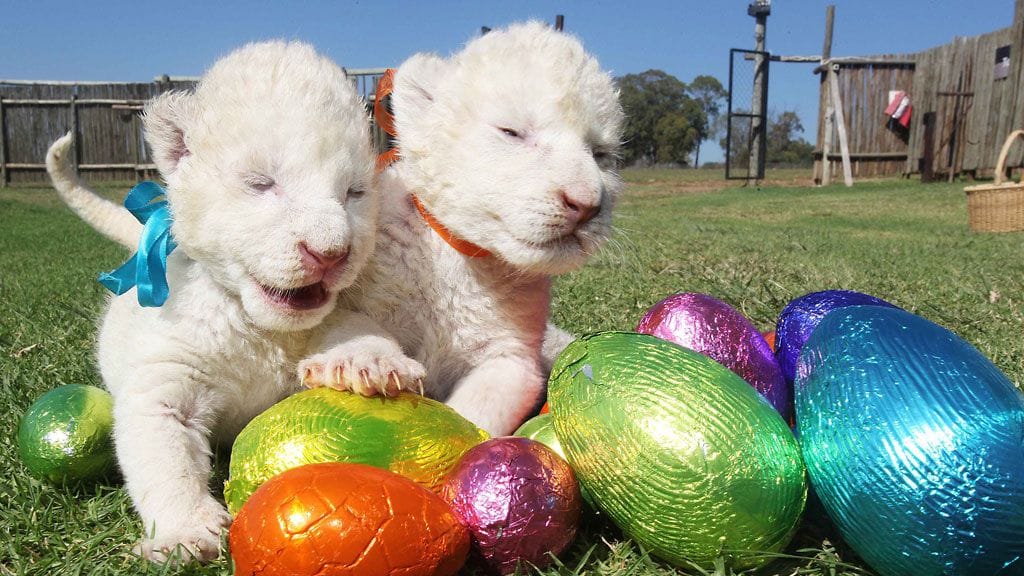 Pääsiäsijuhlaa Johannesburg Lion Parkissa 2013