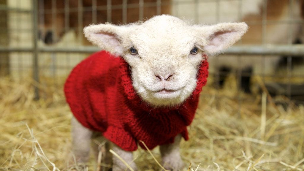 Pikkulammas sai villapaidan West Sussexissa, Britanniassa.