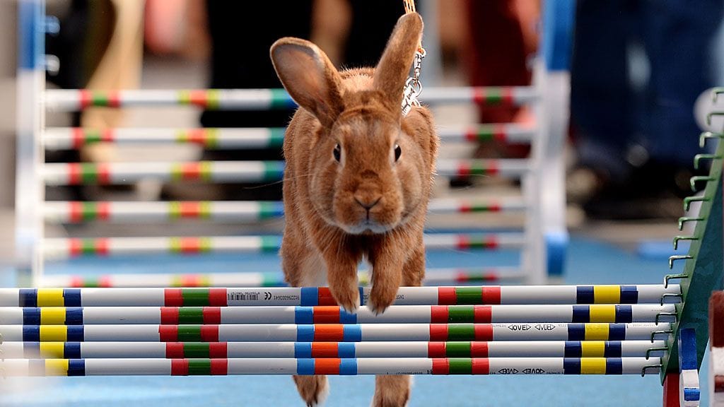 Pääsiäispupuille järjestettiin Easter Rabbit Steeple Chase -kisat Prahassa 14.4.2014
