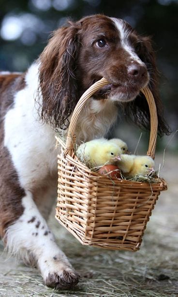 Brittiläinen Springerspanieli Jess kantaa tipuja korissa