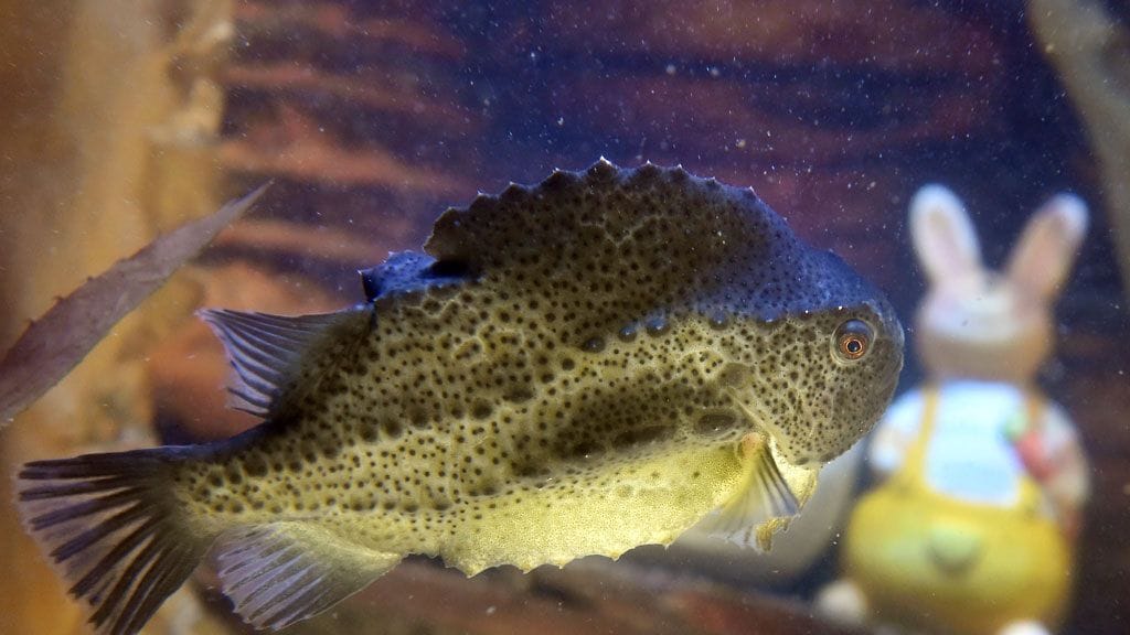 Rasvakala sai pääsiäiskoristeita akvaarioonsa. AquaDom & SeaLife, Berliini, Saksa