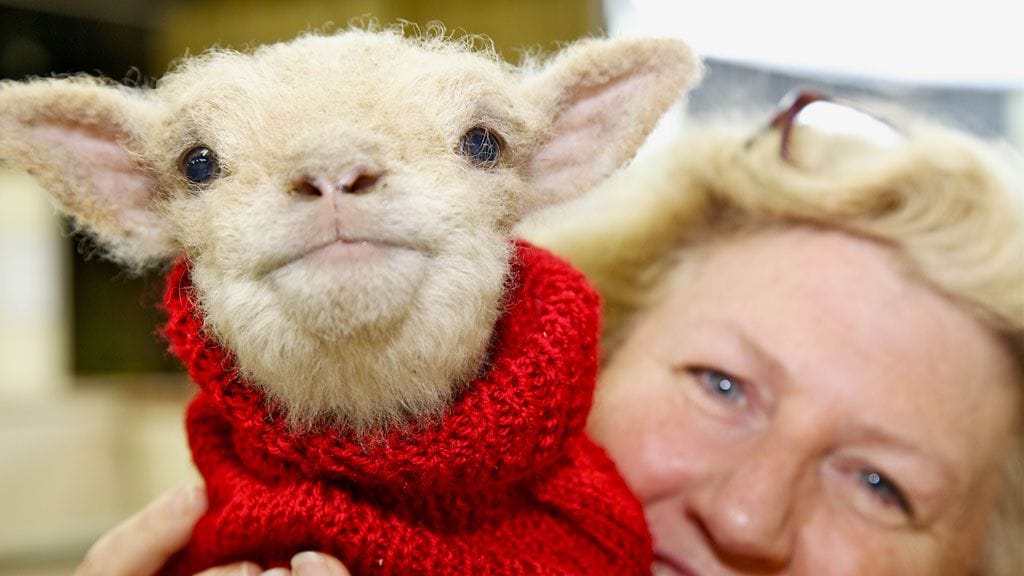 Pikkulammas sai villapaidan West Sussexissa, Britanniassa.