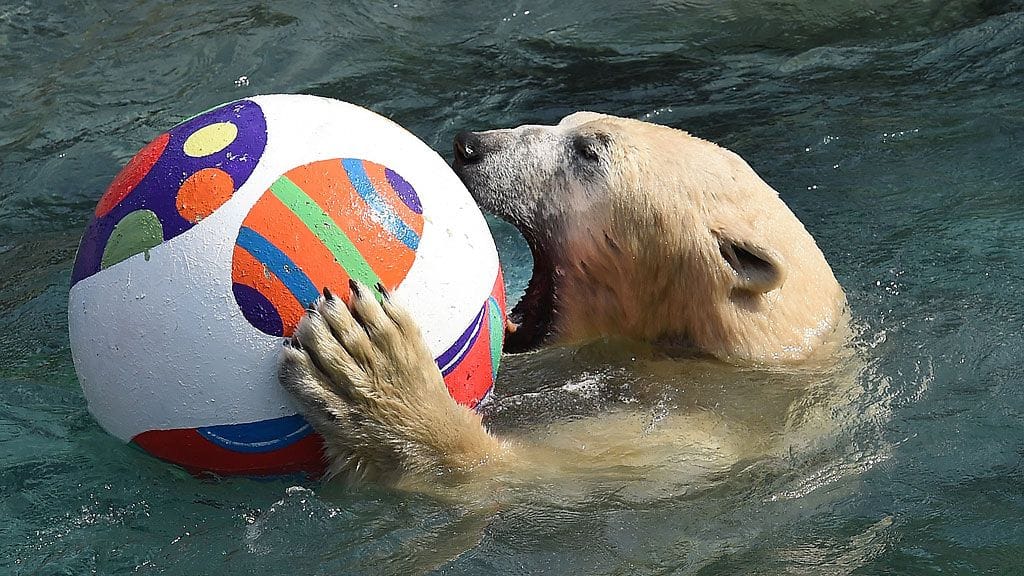 Jääkarhu Nanuq sai oman pääsiäispallon Hanover Zoossa.