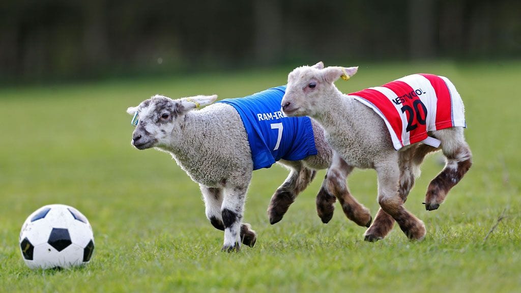 Lampaat pelasivat pääsiäisen kunniaksi Lambs Easter Football Predictionsissa!