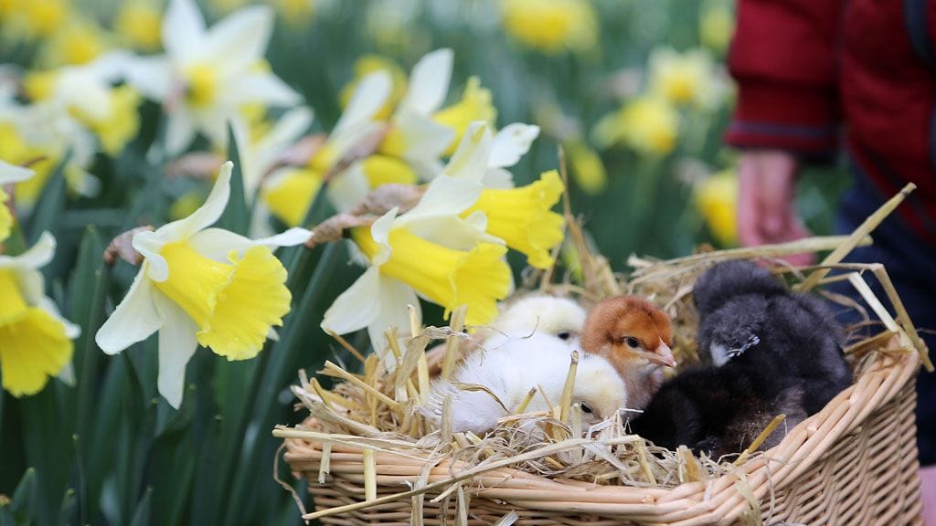 Tipusia saapui Englannissa Whispnade zoohon.