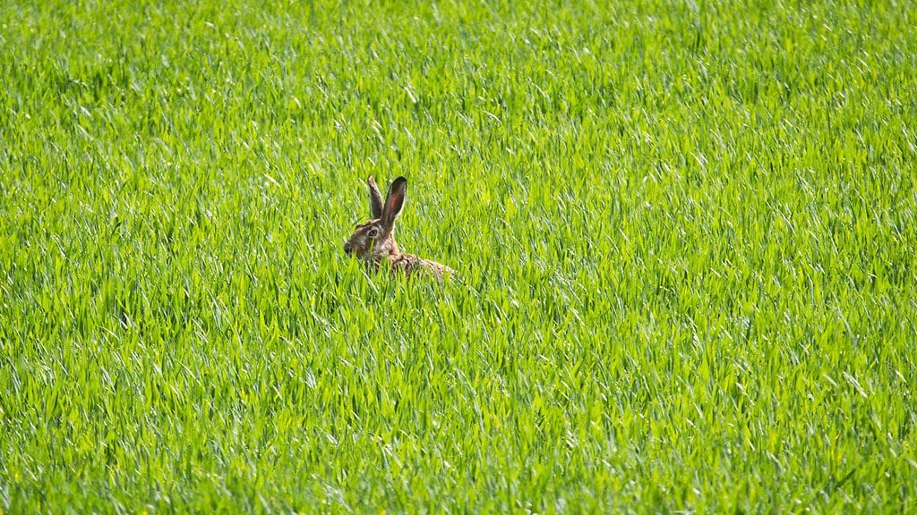 Pääsiäispupuko se siellä piileksii?