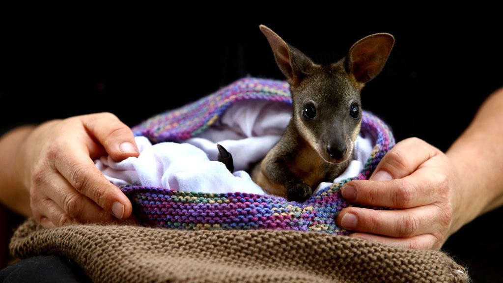 Orpot wallabit asuvat tällaisissa pusseissa South Walesissa, Australiassa