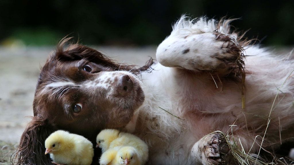 Brittiläinen Springerspanieli Jess on tipujen ystävä!