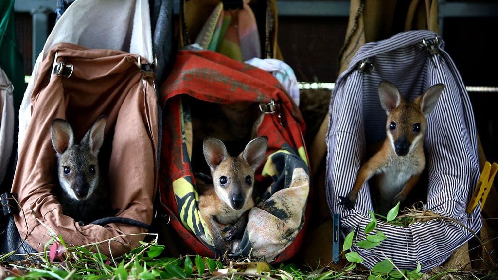 Orpot wallabit asuvat tällaisissa pusseissa South Walesissa, Australiassa
