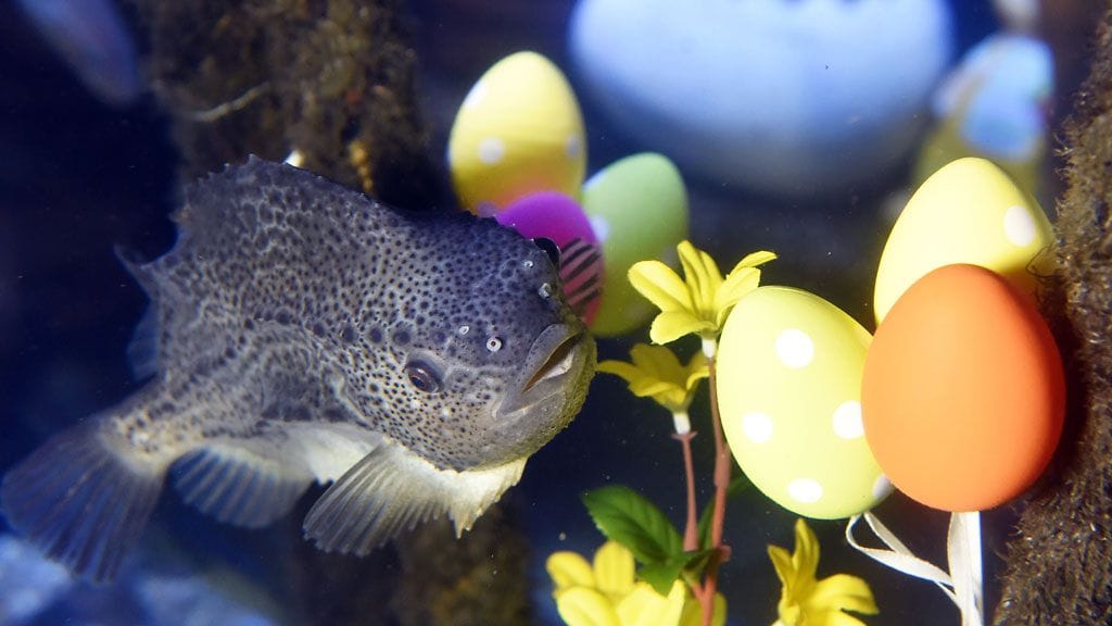 Kala sai pääsiäiskoristeita akvaarioonsa. AquaDom & SeaLife, Berliini, Saksa
