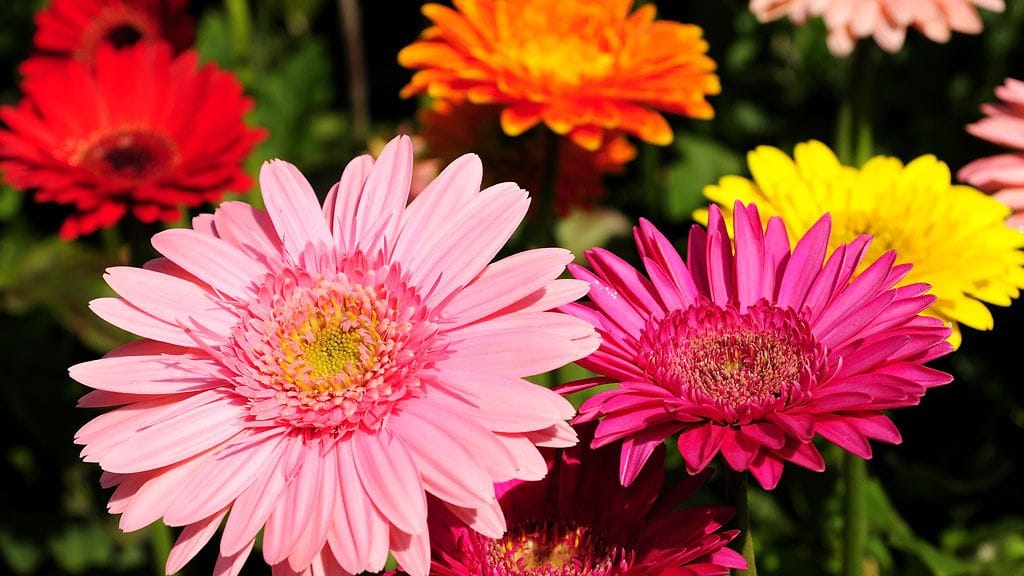 Gerbera suodattaa sisäilmaa tehokkaasti.