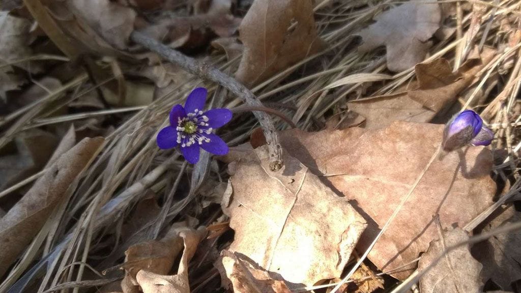 Kuva: Nea Lakima-Terkola