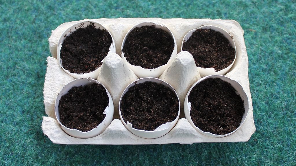 Istuta siemenet kananmunan kuoriin.