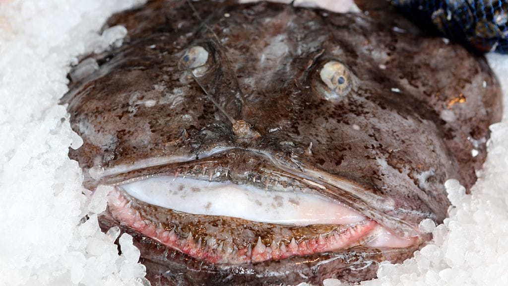 Merikrotti ei ole erityisen kaunis ruokalaji.