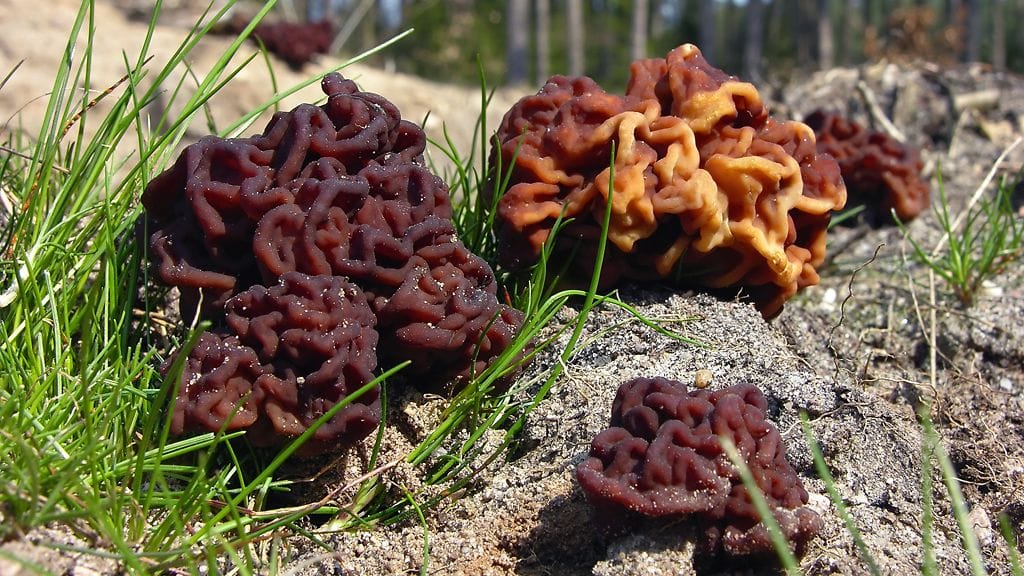 Korvasieni näyttää ihan aivolta.