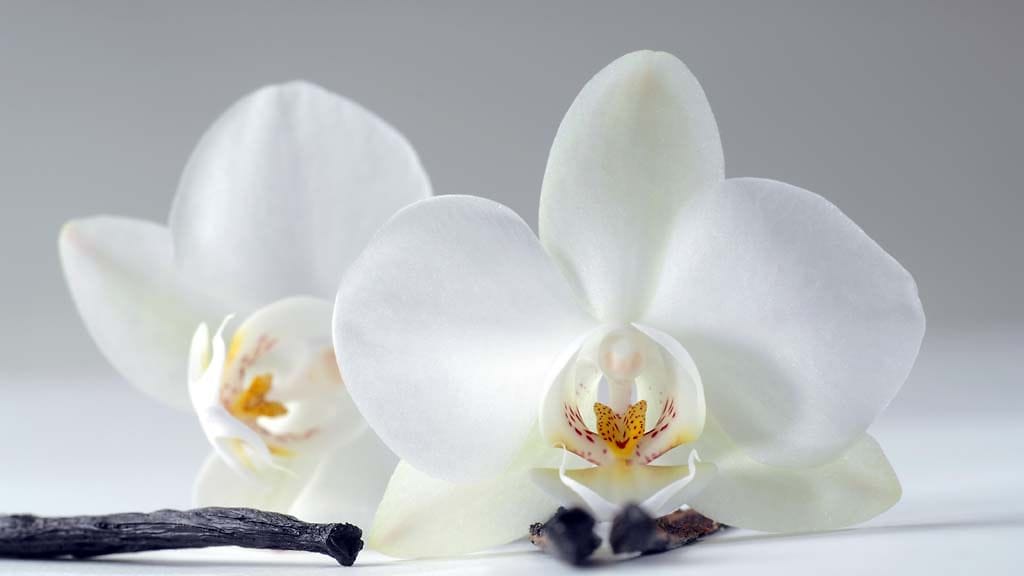 Vaniljaa saadaan orkidealajikkeesta, jonka nimi on Vanilla planifolia.