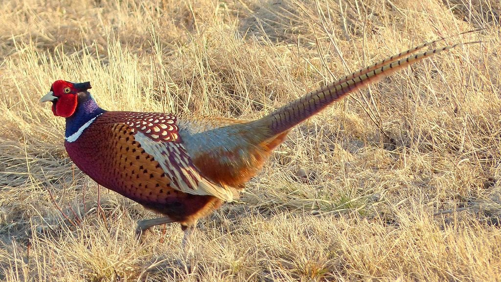 Fasaanin metsästys alkaa 1. syyskuuta.