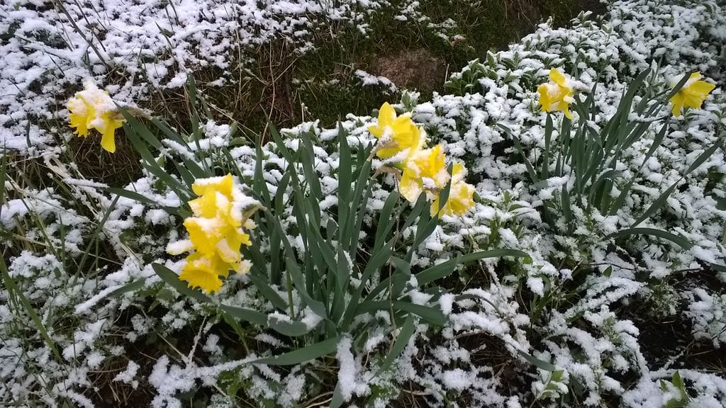 Narsissit kukkivat vielä monin paikoin. Huomenna ne voivat saada osassa maata lumipeitteen.